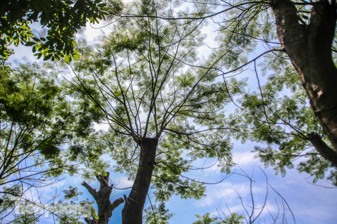 Cận cảnh hàng cây cổ thụ ở Kim Mã sau 4 năm đánh chuyển ảnh 13