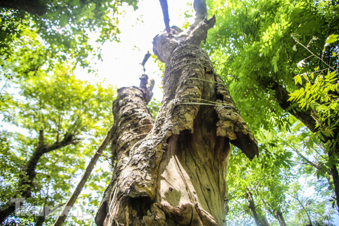 Cận cảnh hàng cây cổ thụ ở Kim Mã sau 4 năm đánh chuyển ảnh 11