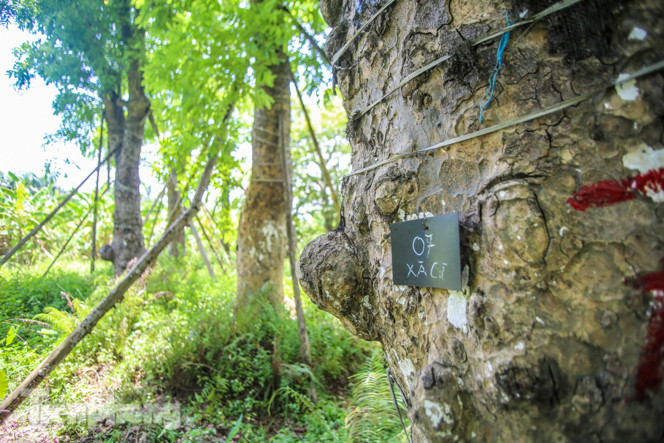 Cận cảnh hàng cây cổ thụ ở Kim Mã sau 4 năm đánh chuyển ảnh 5