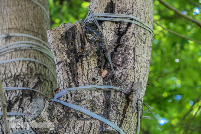 Cận cảnh hàng cây cổ thụ ở Kim Mã sau 4 năm đánh chuyển ảnh 6