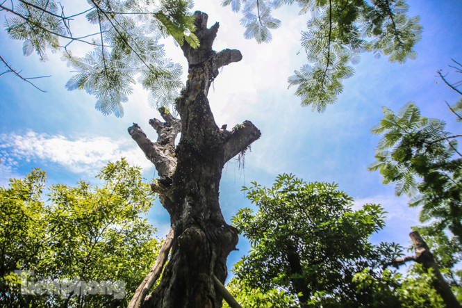 Cận cảnh hàng cây cổ thụ ở Kim Mã sau 4 năm đánh chuyển ảnh 14