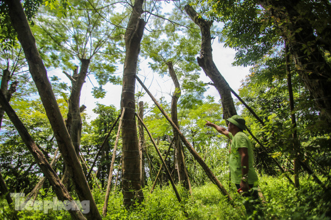 Cận cảnh hàng cây cổ thụ ở Kim Mã sau 4 năm đánh chuyển ảnh 8