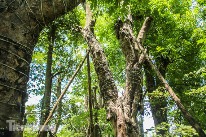 Cận cảnh hàng cây cổ thụ ở Kim Mã sau 4 năm đánh chuyển ảnh 12