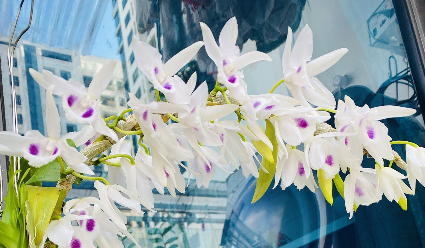 'Ban công triệu đô' của dân chơi lan đột biến phi điệp ảnh 9