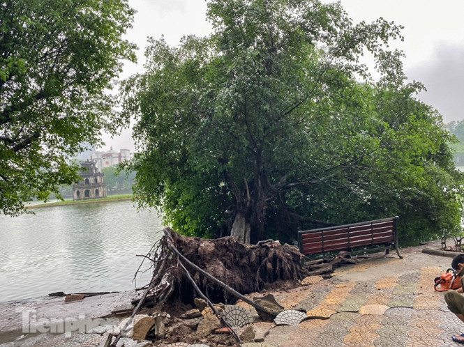 Cây si bên Hồ Gươm bật gốc sau trận mưa đêm ảnh 1