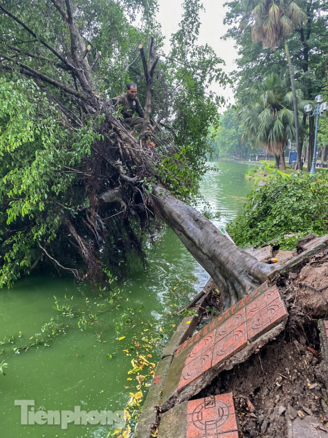 Cây si bên Hồ Gươm bật gốc sau trận mưa đêm ảnh 5