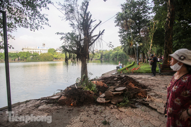 Cây si bên Hồ Gươm bật gốc sau trận mưa đêm ảnh 7