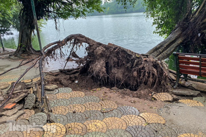 Cây si bên Hồ Gươm bật gốc sau trận mưa đêm ảnh 2