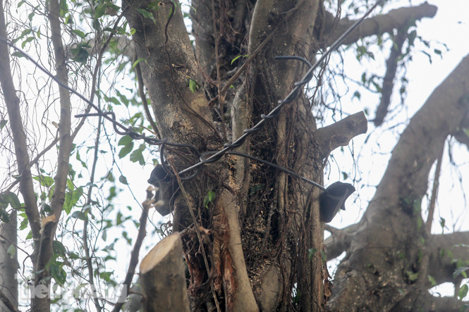 Cây si bên Hồ Gươm bật gốc sau trận mưa đêm ảnh 8