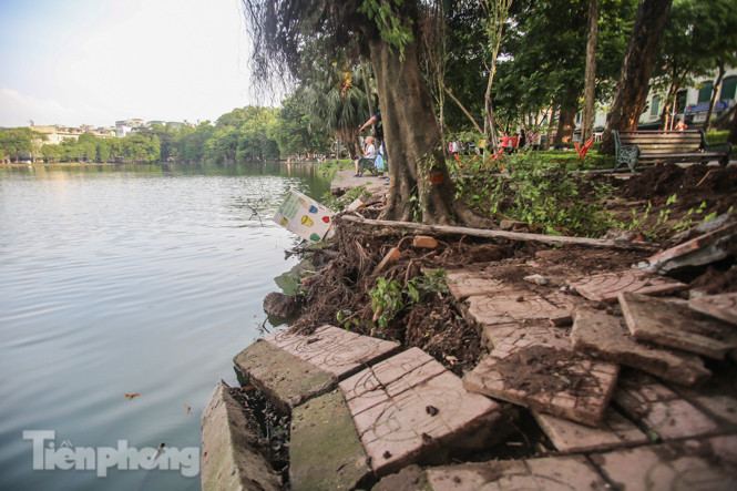 Cây si bên Hồ Gươm bật gốc sau trận mưa đêm ảnh 9