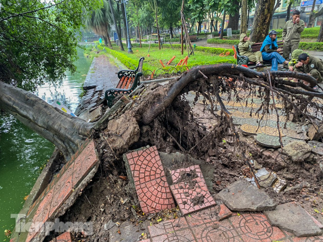 Cây si bên Hồ Gươm bật gốc sau trận mưa đêm ảnh 3