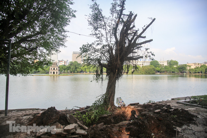 Cây si bên Hồ Gươm bật gốc sau trận mưa đêm ảnh 6