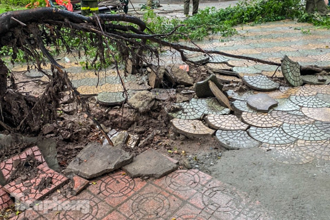 Cây si bên Hồ Gươm bật gốc sau trận mưa đêm ảnh 4