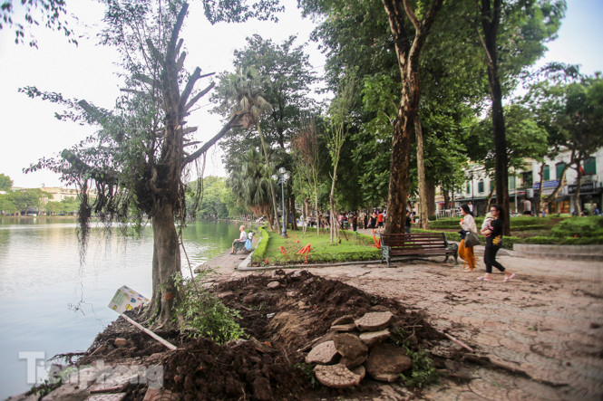 Cây si bên Hồ Gươm bật gốc sau trận mưa đêm ảnh 10