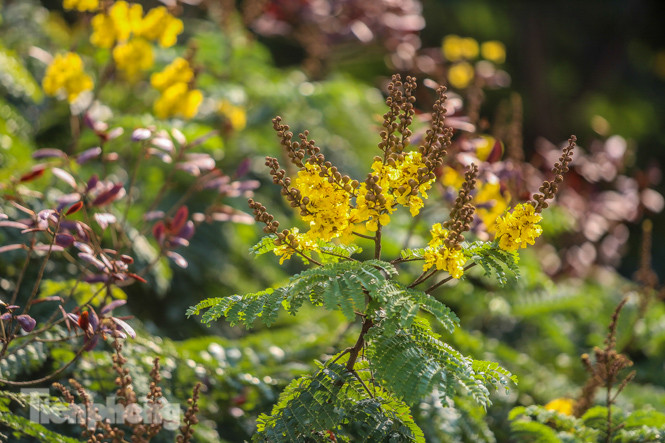 Những phố hoa Hà Nội làm xao xuyến lòng người ảnh 3