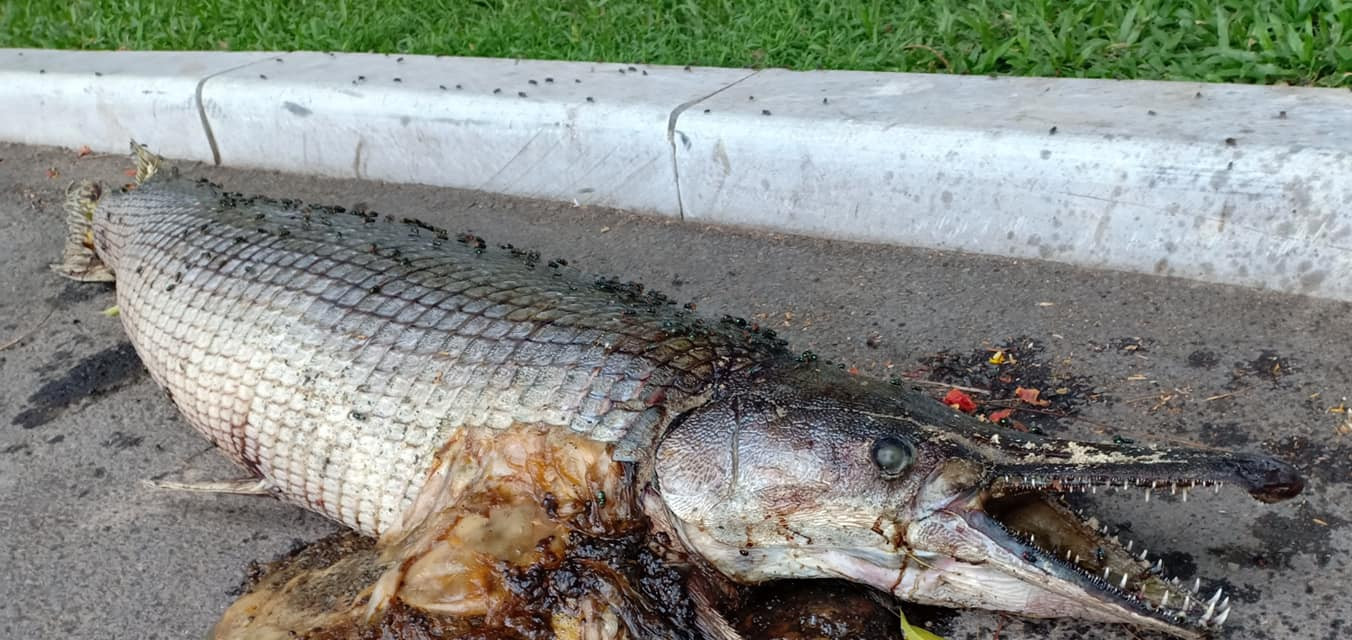 Cá hỏa tiễn chết trong công viên Thống Nhất là do người dân nuôi? ảnh 3