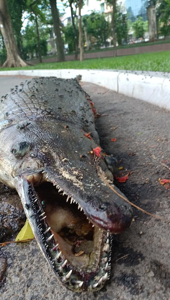 Cá hỏa tiễn chết trong công viên Thống Nhất là do người dân nuôi? ảnh 4