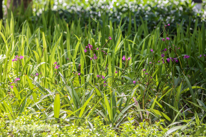Vườn hoa kiểu mẫu ở quận 'lõi' Thủ đô có gì lạ? ảnh 10