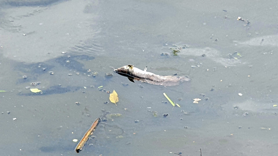 Nước sông Cái Lớn ở Long Mỹ lại đổi màu đen kịt ảnh 1