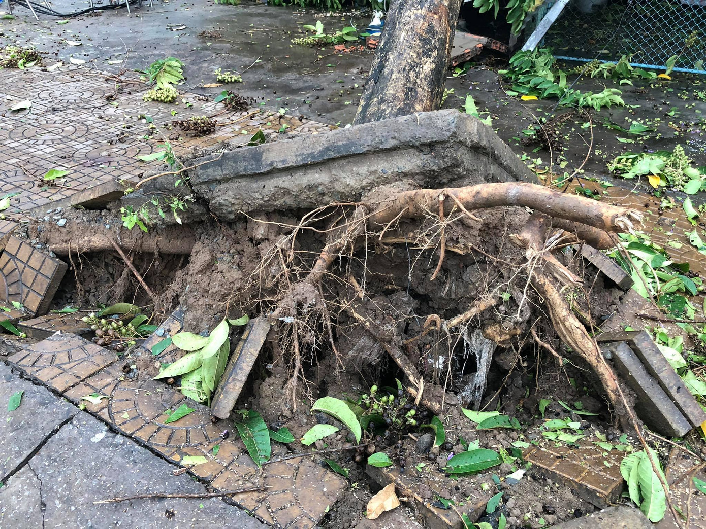 Cần Thơ mưa gió khủng khiếp, cây xanh đổ trúng 'xế sang' ảnh 5