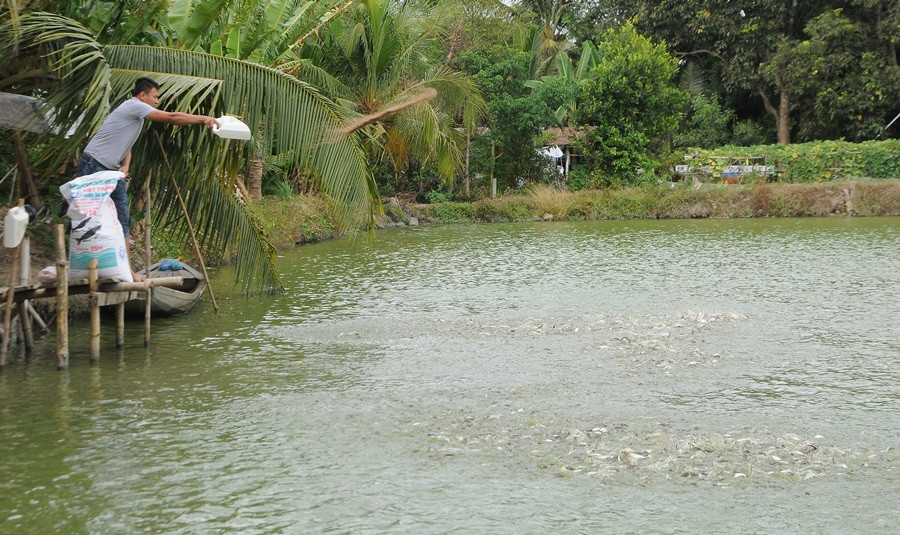 Nhiều doanh nghiệp thủy sản không thể trụ vững nếu dịch COVID -19 kéo dài ảnh 1