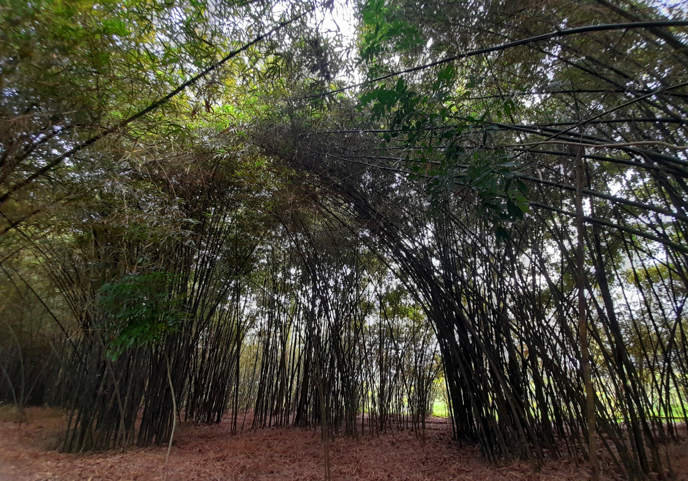 Khám phá vườn tre 'độc nhất vô nhị' ở miền Tây ảnh 2