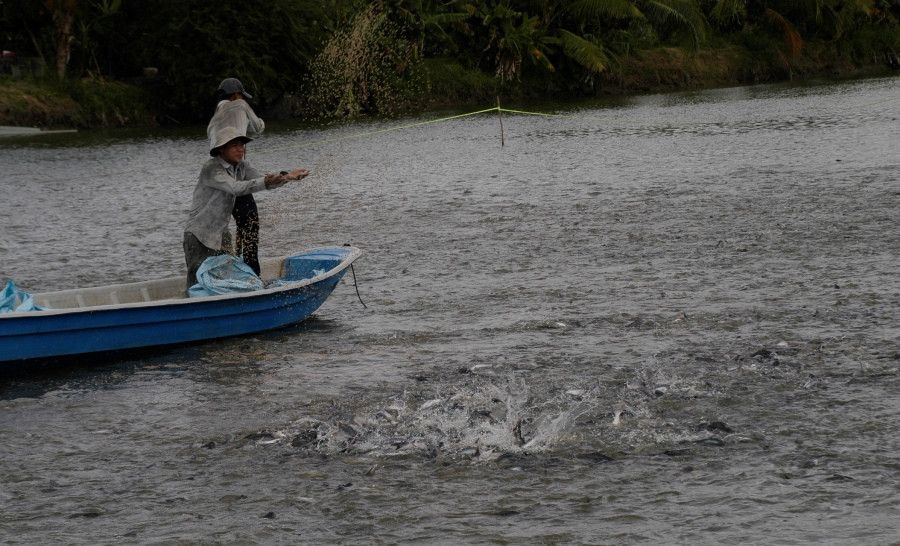 Ngành thủy sản điêu đứng vì dịch COVID -19 ảnh 1