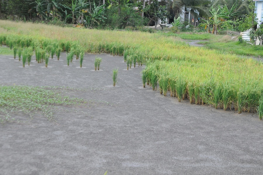 Nông sản Đồng bằng sông Cửu Long giữa mùa khó khăn kép ảnh 8