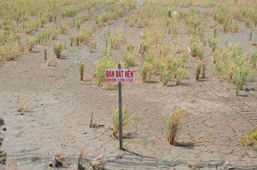 Nông sản Đồng bằng sông Cửu Long giữa mùa khó khăn kép ảnh 14