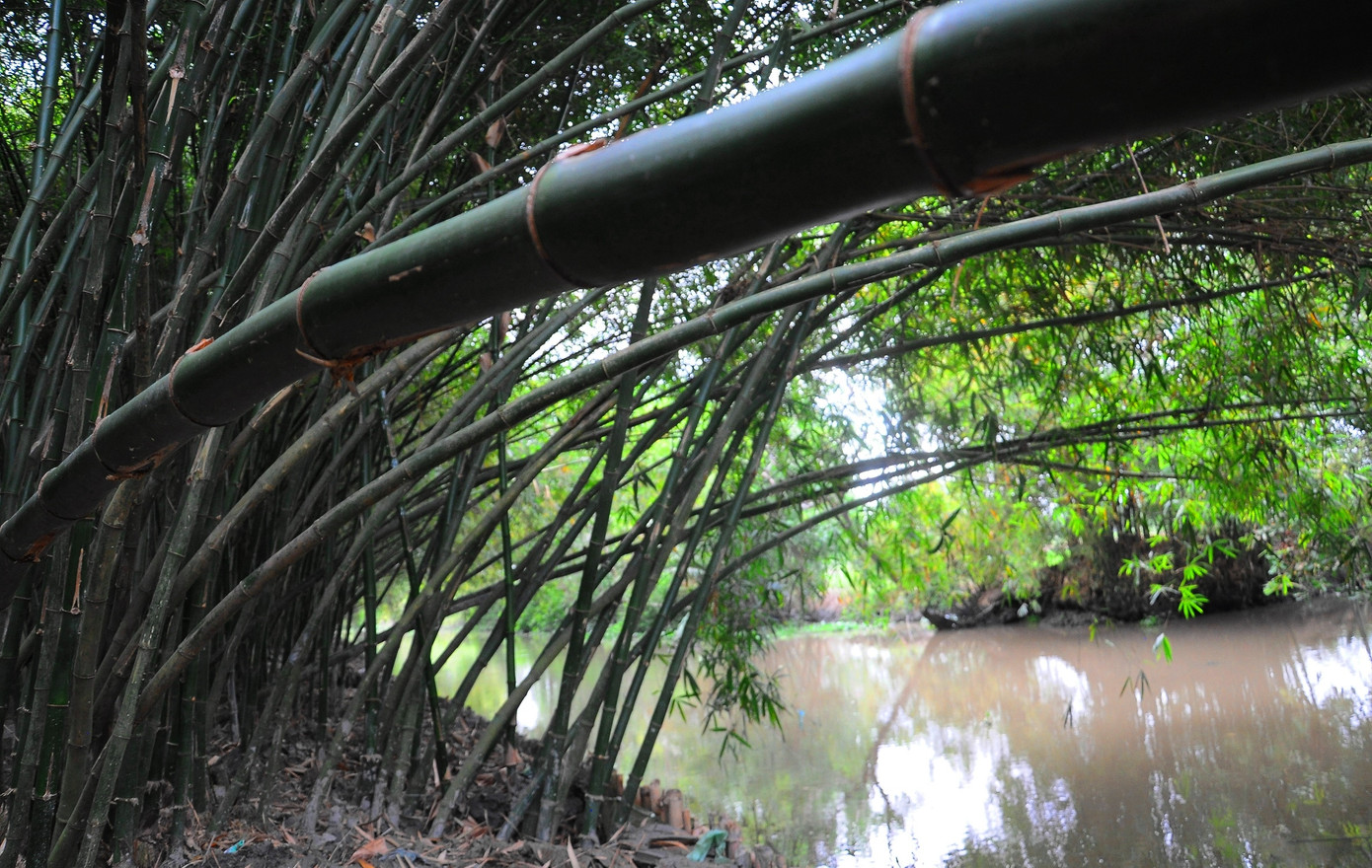 Khám phá vườn tre 'độc nhất vô nhị' ở miền Tây ảnh 4