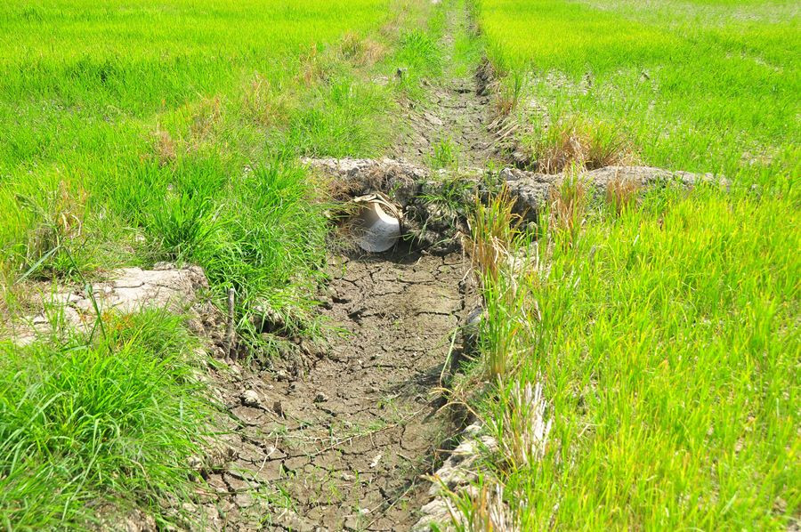 Hạn, mặn bủa vây Đồng bằng sông Cửu Long ảnh 2