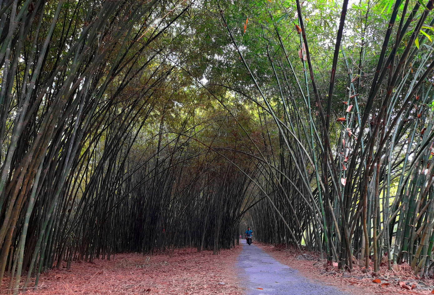 Khám phá vườn tre 'độc nhất vô nhị' ở miền Tây ảnh 1