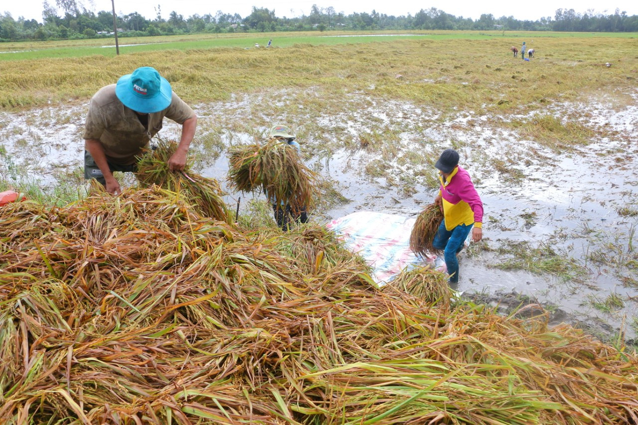 Hàng ngàn héc ta lúa và cây ăn trái bị ảnh hưởng do ngập úng ảnh 2