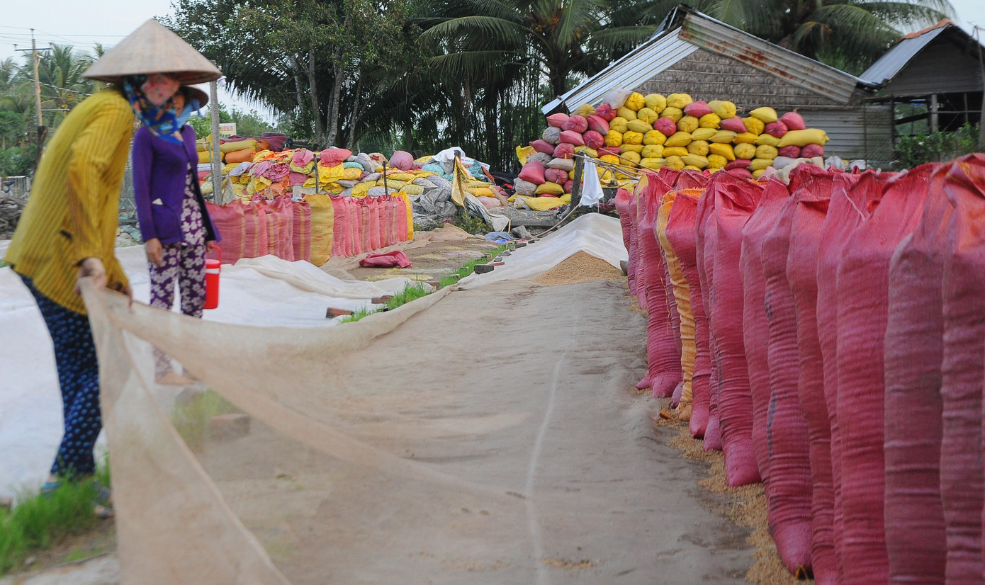 Giá lúa cấp thấp tăng cao, vượt cả lúa thơm ảnh 1