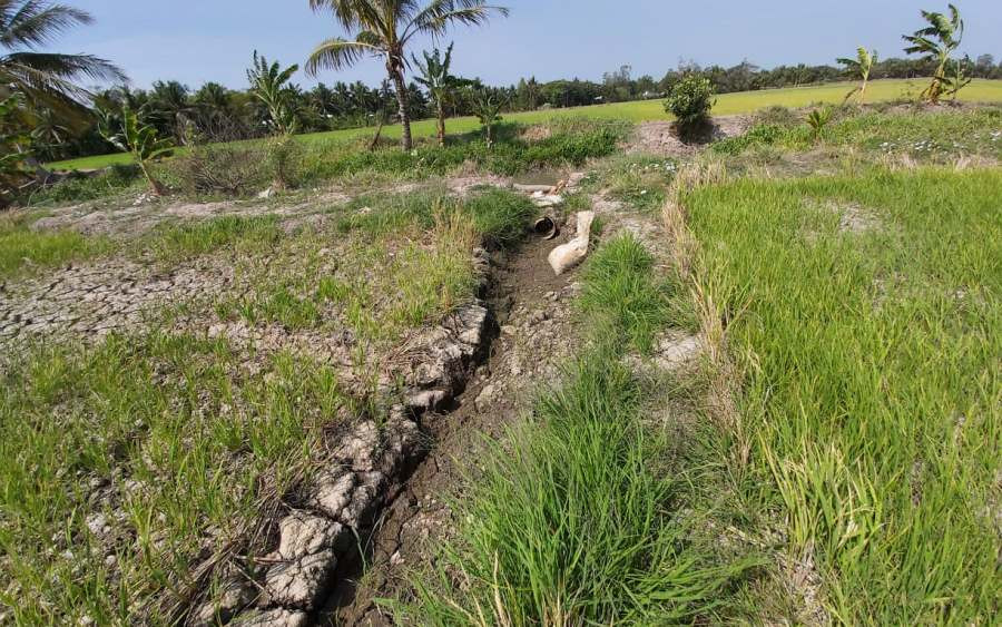 Hạn, mặn bủa vây Đồng bằng sông Cửu Long ảnh 5