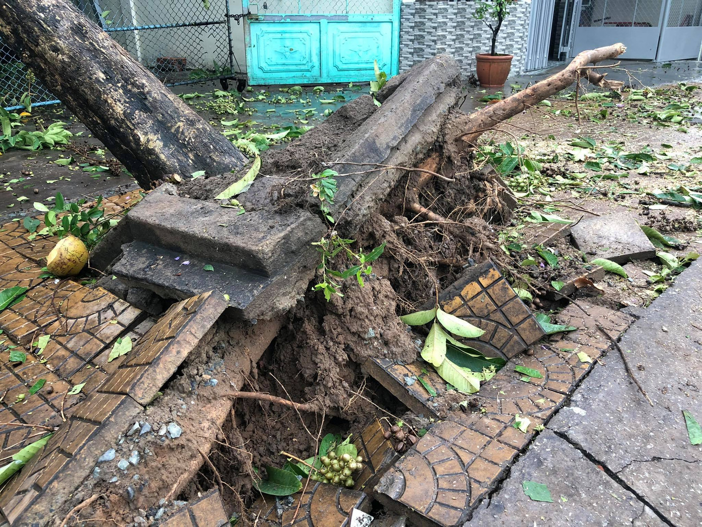 Cần Thơ mưa gió khủng khiếp, cây xanh đổ trúng 'xế sang' ảnh 4