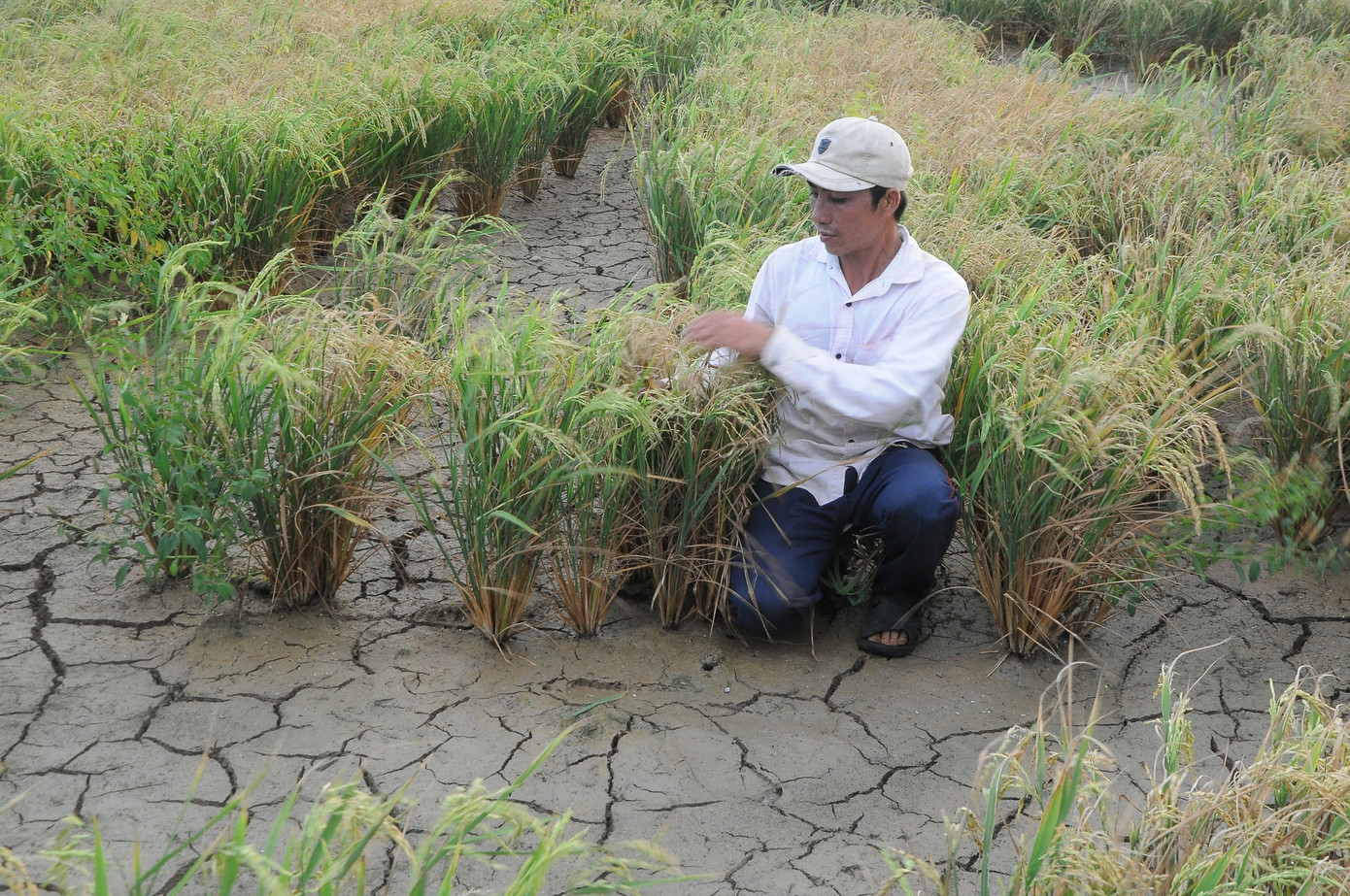 Dùng nền tảng online giám sát sông Mekong ảnh 2