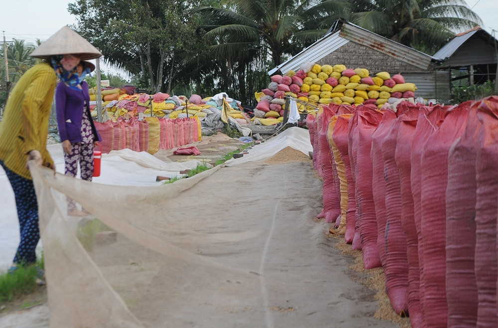 Vụ Hè Thu 2020, vùng ĐBSCL có khoảng 2,5 triệu tấn gạo xuất khẩu ảnh 1