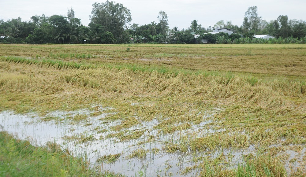 Hàng ngàn héc ta lúa và cây ăn trái bị ảnh hưởng do ngập úng ảnh 5