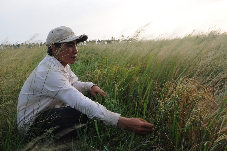 Nông sản Đồng bằng sông Cửu Long giữa mùa khó khăn kép ảnh 3