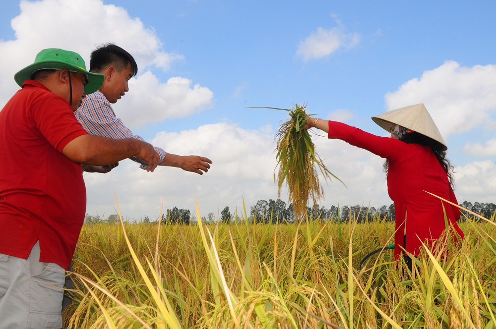 Cấp chứng nhận cho gạo thơm được miễn thuế khi xuất khẩu sang EU ảnh 1
