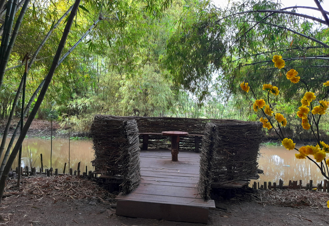 Khám phá vườn tre 'độc nhất vô nhị' ở miền Tây ảnh 9