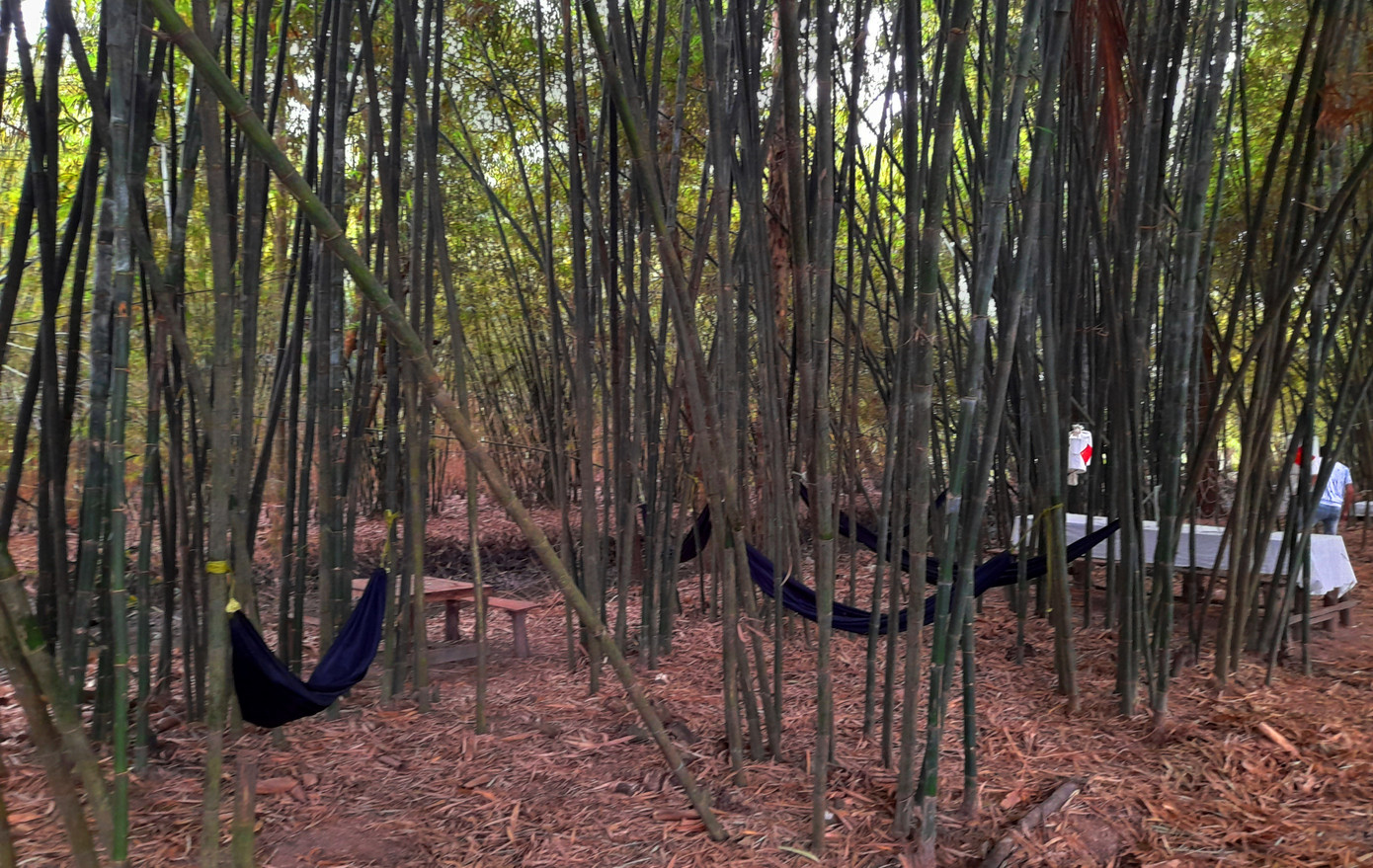 Khám phá vườn tre 'độc nhất vô nhị' ở miền Tây ảnh 11