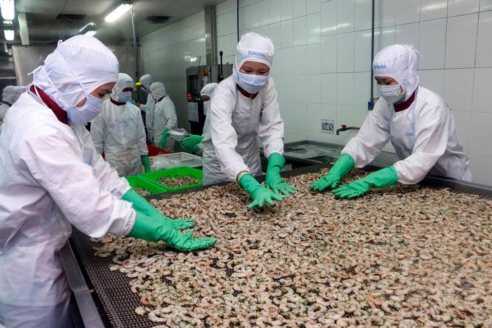Chế biến tôm tại một doanh nghiệp ở ĐBSCL. Ảnh: TL Xuất khẩu tôm sang EU kỳ vọng tăng trưởng nhờ hiệp định EVFTA ảnh 1