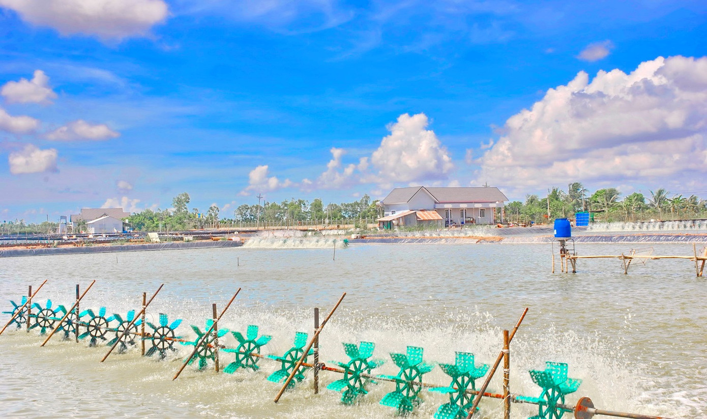 Dịch COVID-19 gây khó khăn nhưng cũng mở ra cơ hội cho ngành tôm ảnh 1