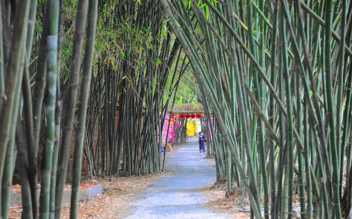 Khám phá vườn tre 'độc nhất vô nhị' ở miền Tây ảnh 3