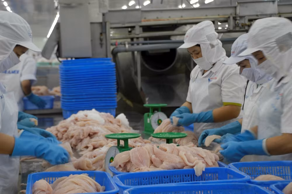 Chi tiết chương trình kiểm soát cá da trơn xuất khẩu sang Mỹ ảnh 1