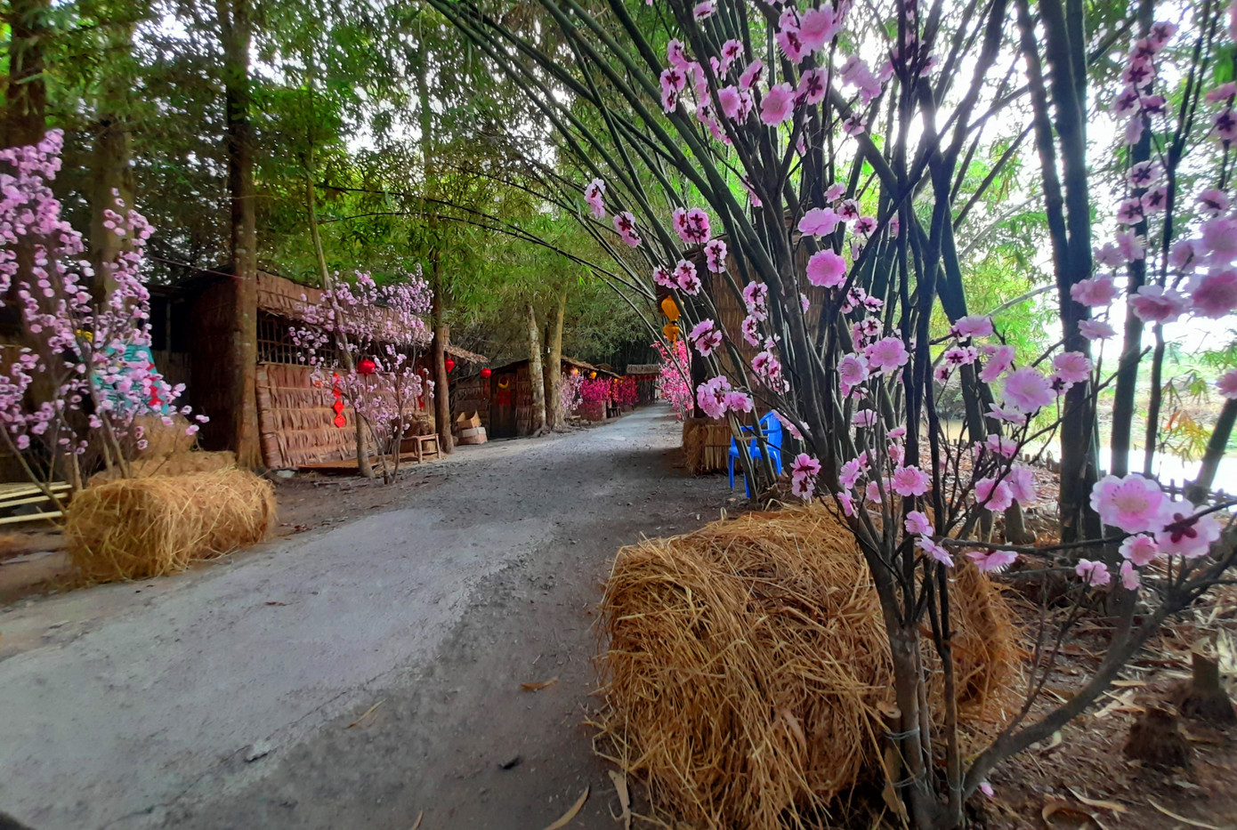 Khám phá vườn tre 'độc nhất vô nhị' ở miền Tây ảnh 16