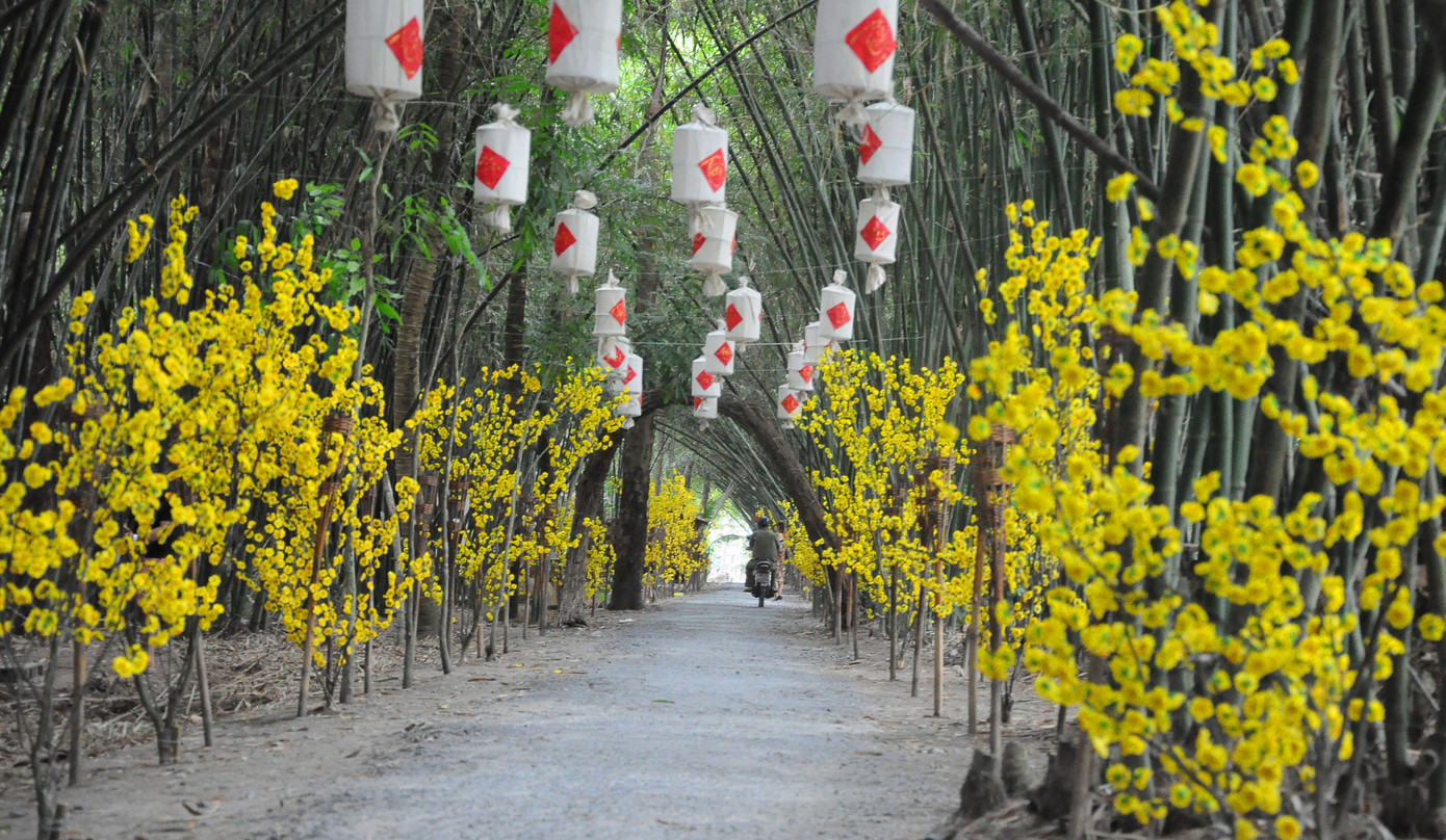 Khám phá vườn tre 'độc nhất vô nhị' ở miền Tây ảnh 15