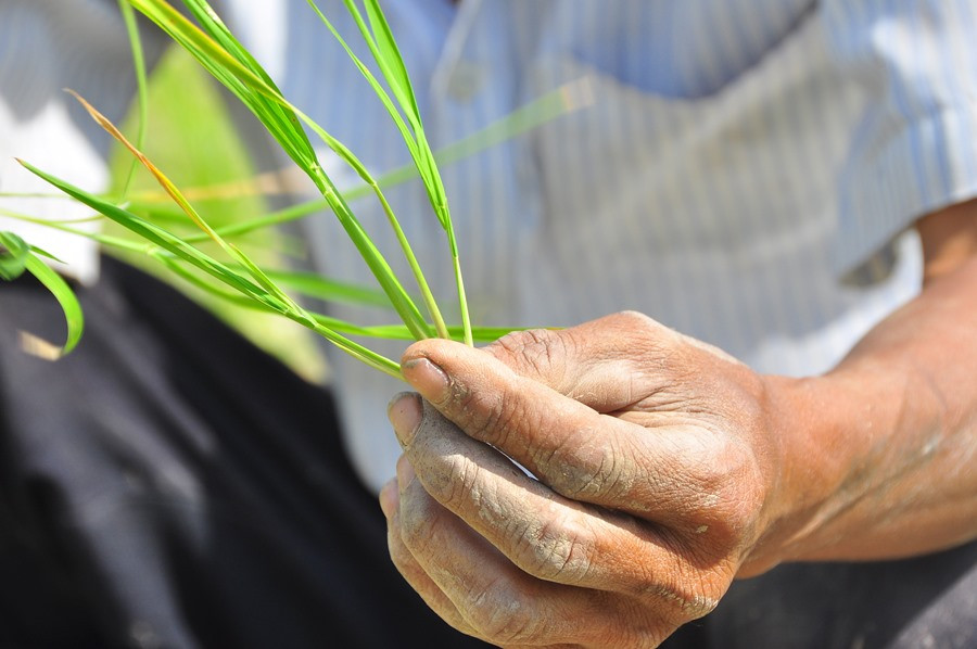 Hạn, mặn bủa vây Đồng bằng sông Cửu Long ảnh 3